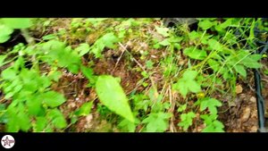 Блиндажный фонарик, пряжка вермахта [Нарвский Плацдарм] #копповойне #раскопки #4k