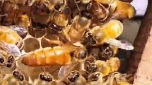 Пчеловодство. Экстерьер пчёл Бакфаст. Как выглядит пчеломатка Бакфаст. #Shorts  #пчеломатка_Бакфаст