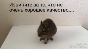 ДРЕССИРОВКА С БУСЕЙ/ Команда "ап" (вверх)