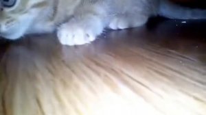 У меня кот человек - паук