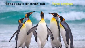 Звук стаи пингвинов. Звуки природы