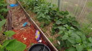 Подкормка клубники в теплице