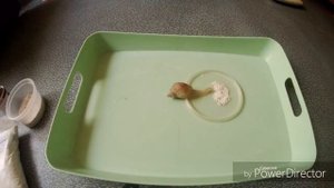 Какие же подкормки нужны улиткам Ахатинам?