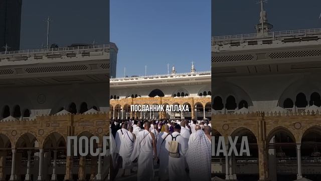 ИЗВЕСТНАЯ_ИСТОРИЯ_ПРО_ПРОРОКА_ﷺ_И_АБУ_БАКРА_#рекомендации_#апмрф