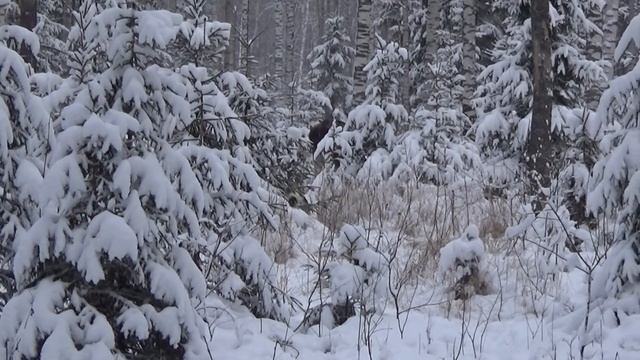 Охота на лося с лайкой смотреть онлайн