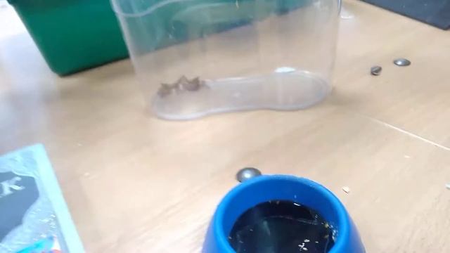 Чага настоеная на родниковой воде 10 дней, для больных мышек.