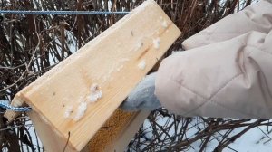 Забота о птицах зимой 🕊🦅❄️