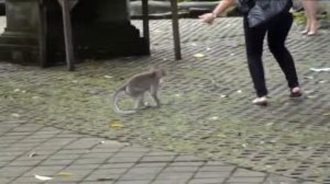 Злые обезьяны=Dиндонезия