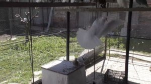 09.04.20. Бойные голуби в гостях у Виталика.Fighting pigeons visiting Vitalik