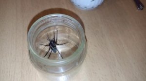 #spider Tegenaria Domestica