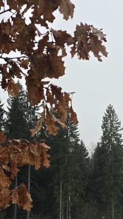 Падал прошлогодний снег