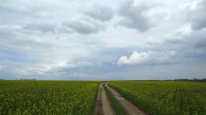 Пчеловодство.Как пчёлы собирают нектар с рапса.Цветение весенних медоносов.Начало взятка с рапса.