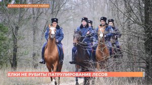 Елки не рубить!: сотрудники минприроды и казаки в преддверии праздников охраняют леса