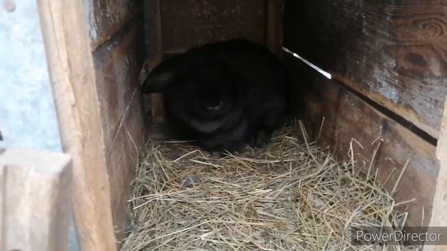 Кролики, разочарование. смотреть онлайн