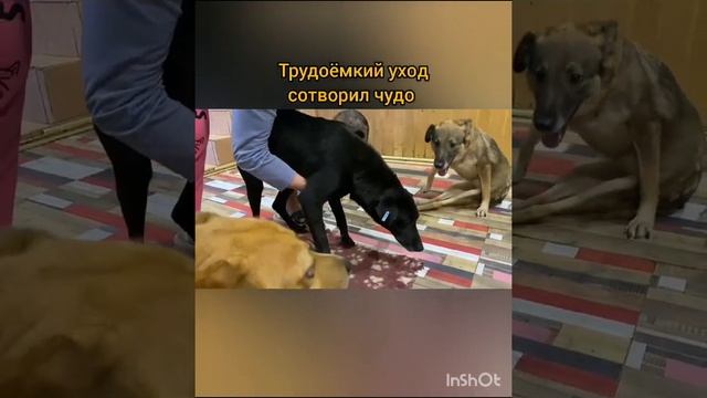 Чернышке нужна помощь