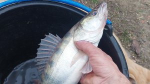 ловля на косынку,сам сплёл!!!!