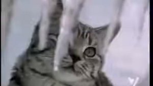 РЕКЛАМА Вискаса