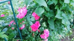 РОЗЫ радуют пышным цветением очень рано .