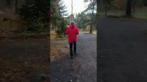 Добываю чагу в Карелии(дача Винтера) при помощи булыжника. Рассказываю о двойниках чаги.