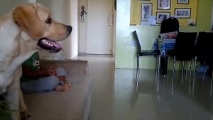 Подборка  Собаки защищают детей  Selection  Dogs protect kids