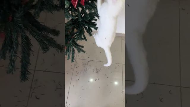 Ёлочные котики