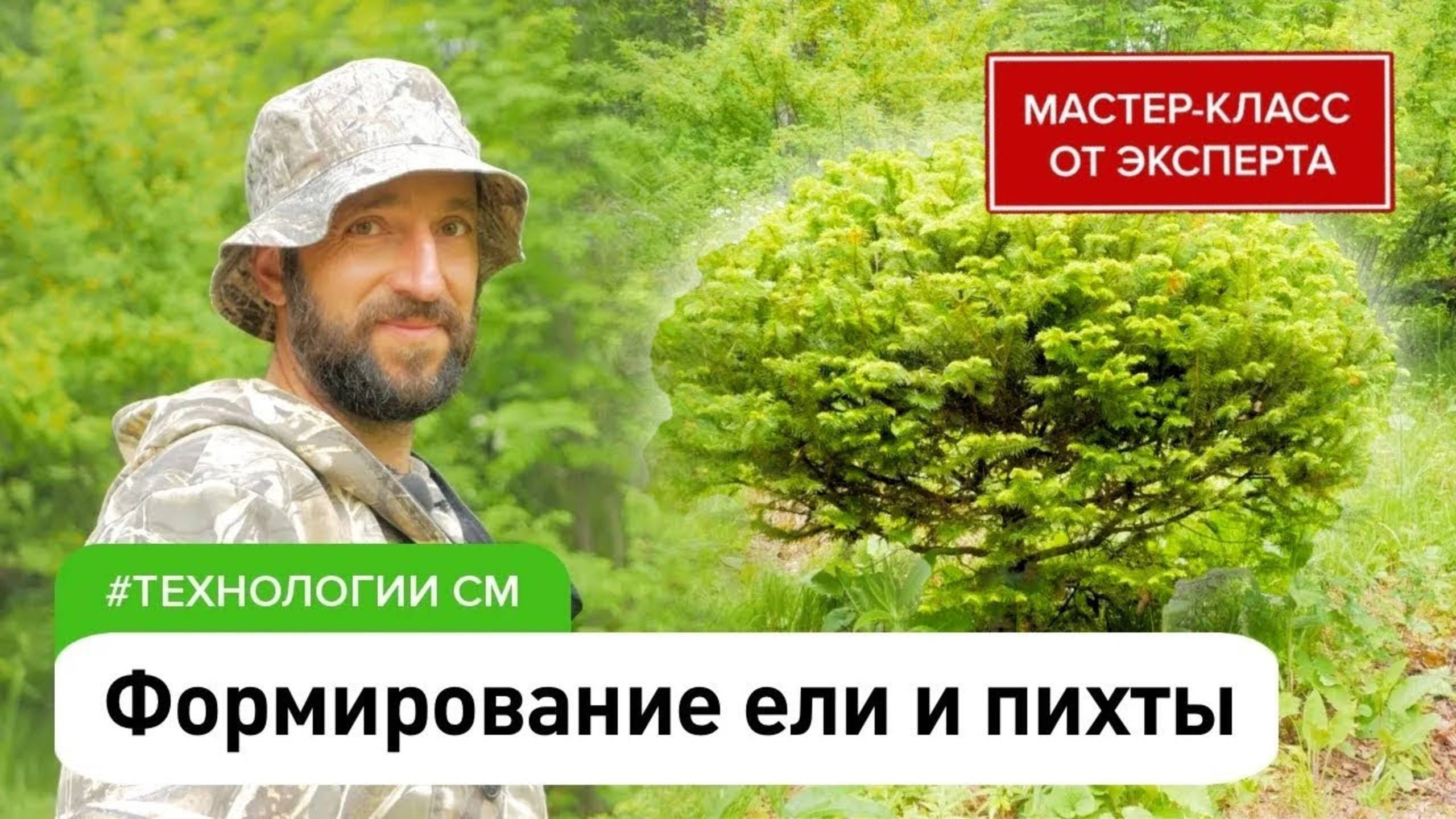 Ель в ландшафтном дизайне: стрижка в миниатюрную, шар, живую изгородь и др. Формирование пихты