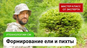 Ель в ландшафтном дизайне: стрижка в миниатюрную, шар, живую изгородь и др. Формирование пихты
