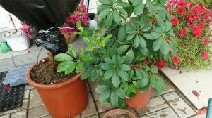 УБИРАЮ комнатные растения в дом .Мероприятия по борьбе с паутинным клещом.