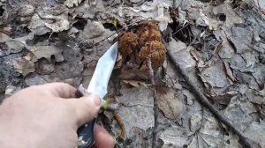 Тихая охота! Сбор весенних грибов, первые сморчки!