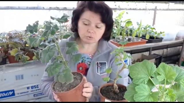СИНТЕТИЧЕСКИЕ стимуляторы роста корневой системы. Законы природы