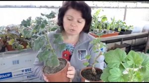 СИНТЕТИЧЕСКИЕ стимуляторы роста корневой системы. Законы природы