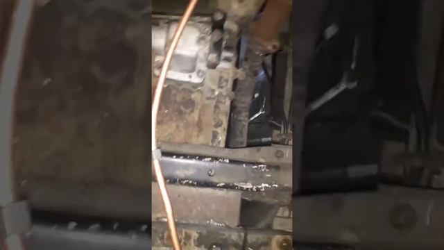 Зубренок с ямз 236