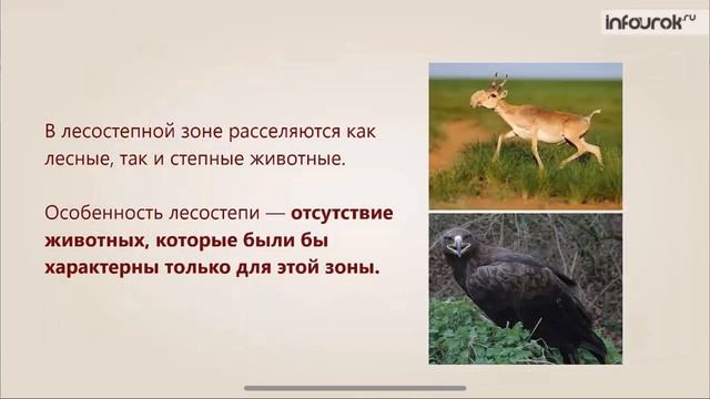 Видеоурок по предмету «Окружающий мир», тема «Лесостепи»