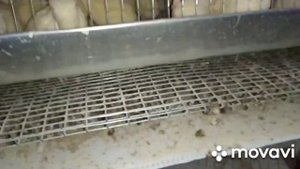 Как определить несётся перепёлка или нет?