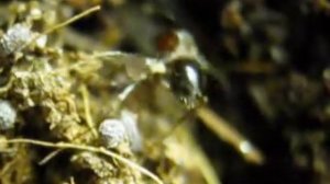 Контактный хищный клещ Hypoaspis sp. щекочет рабочего Messor alexandri