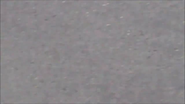 белая трясогузка слеток Motacilla alba