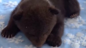 Мужчина спас медвежонка-сироту, а через несколько лет произошло что-то шокирующее!