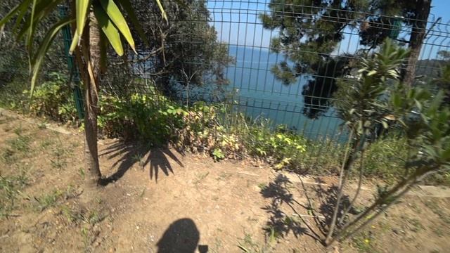 Кошки собаки Стамбула смотреть онлайн