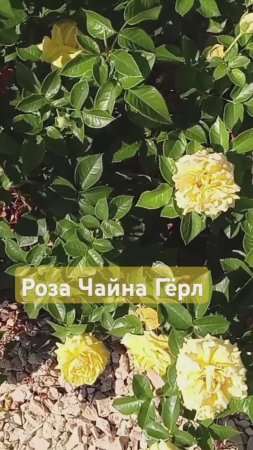 роза Чайна Гёрл #розы #цветы #дача #garden #сад #rose #огород #лето #любовь #flowers