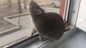 Домашний Пасюк