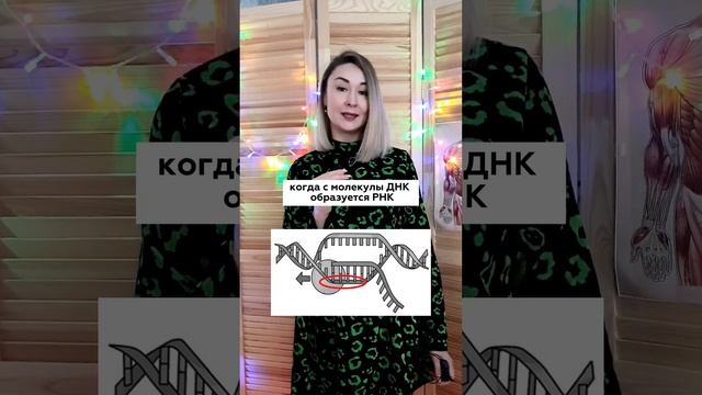 #репетиторпобиологии #биологияегэ #размножение #егэпобиологии #биологияогэ #транскрипция