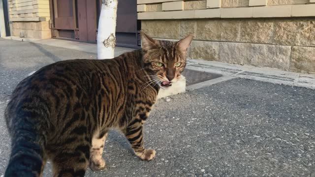 С днём рождения Алюсина ! смотреть онлайн