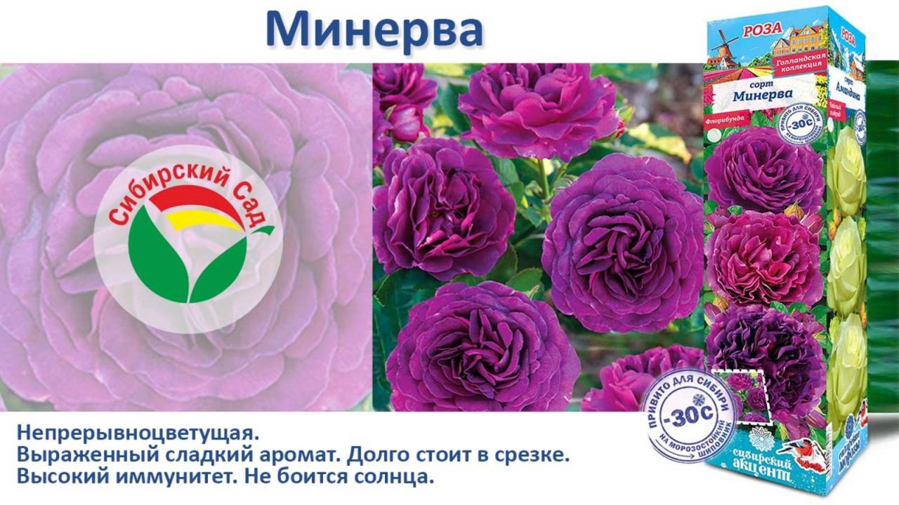 Роза Минерва (Флорибунда) от Агрофирмы "Сибирский сад"