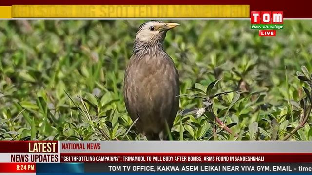 LIVE | TOM TV 8:00 PM MANIPURI NEWS, 27 APR 2024