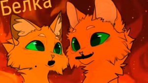 нееет!/белка и огнезвёзд/