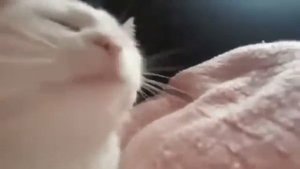 кот качает головой под Потеряли пацана