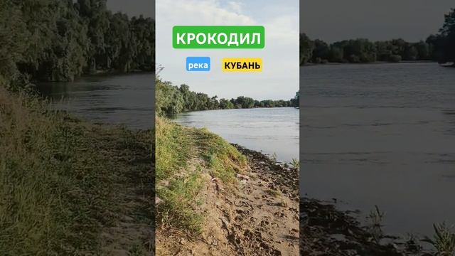 КРОКОДИЛ В РЕКЕ КУБАНЬ!!!СРОЧНО!!!#голубицкая #крокодилы #азовскоеморе #темрюк
