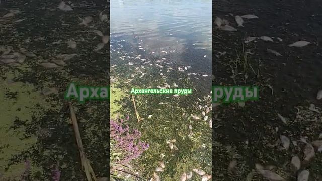 д. Федоровка #рыбалка смотреть онлайн