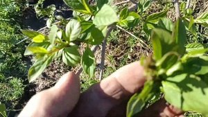 Живая изгородь из жасмина и сирени! Быстро, раскрываем секрет🙋♂️🙋🏼♀️☀️