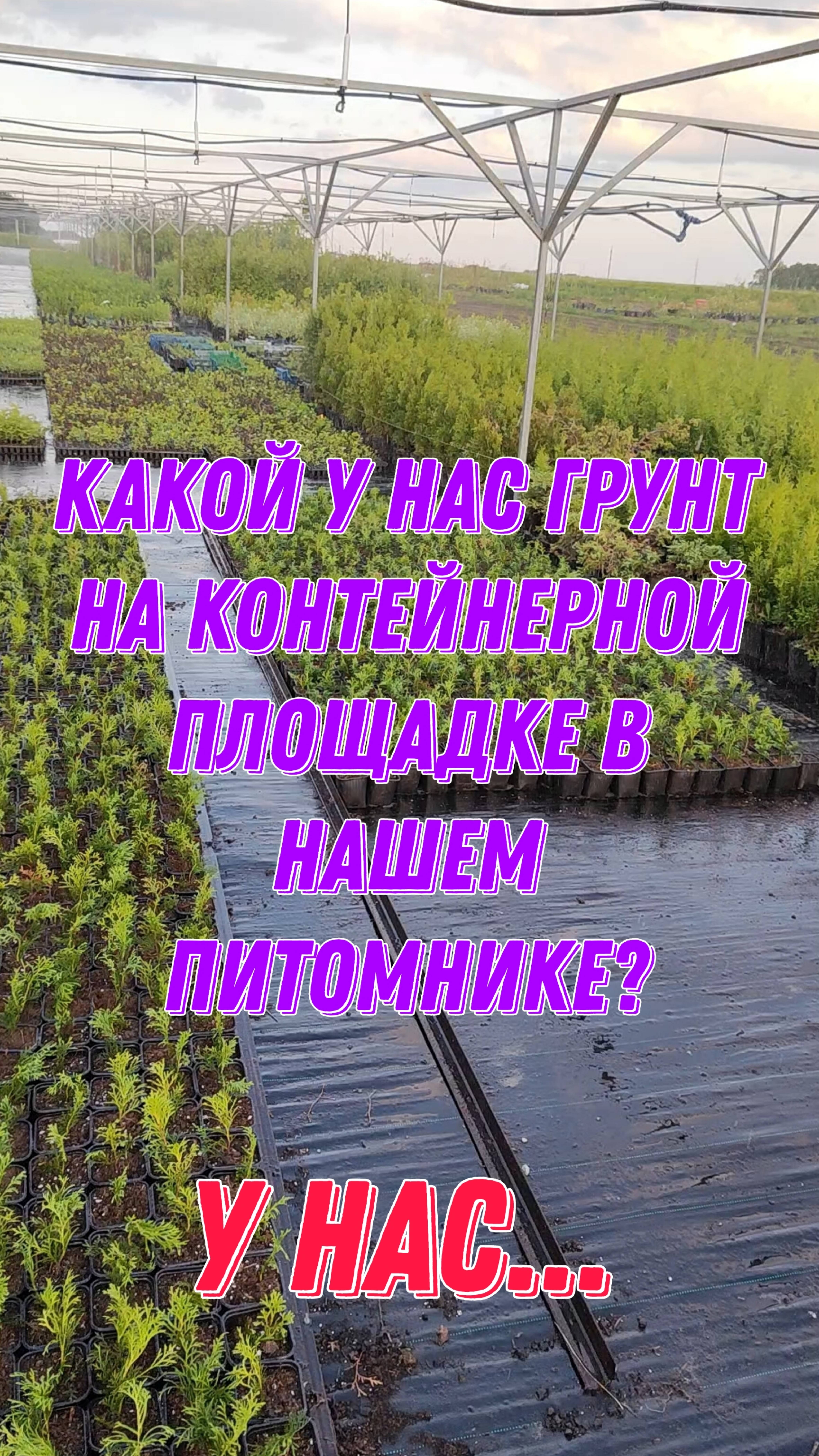 Какой у нас грунт на контейнерной площадке в нашем питомнике? У нас... смотреть онлайн